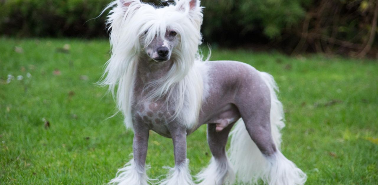 Chinese Crested Dog