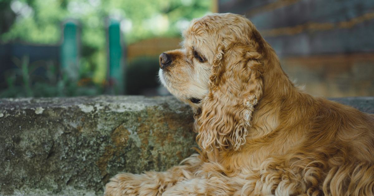 Cocker Spaniel