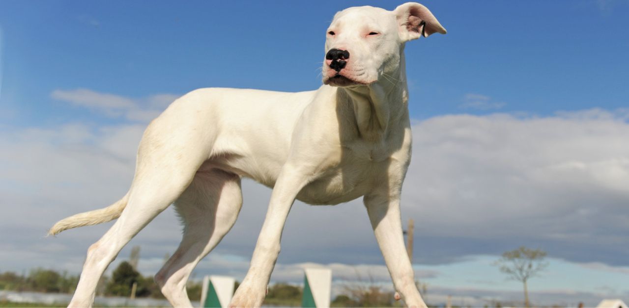 Dogo Argentino