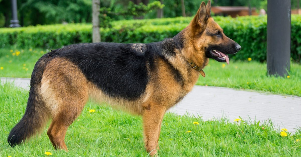 German Shepherd