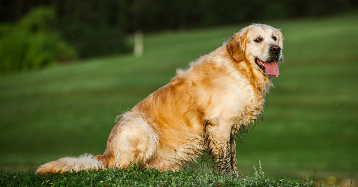 Golden Retriever