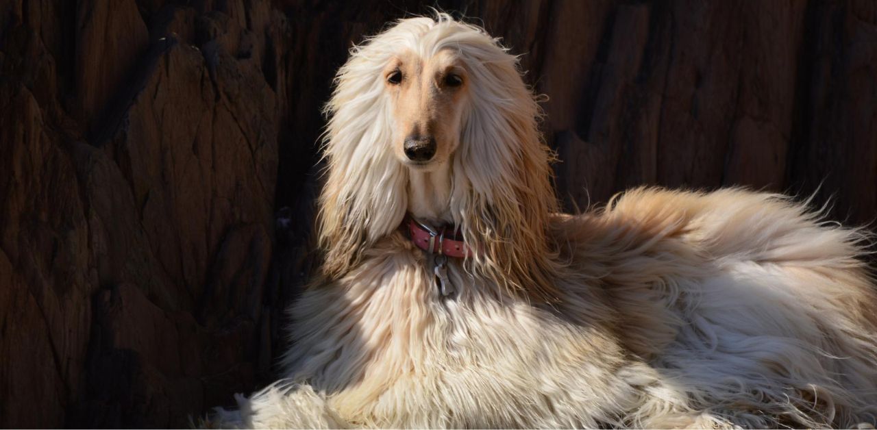 Afghan Hound