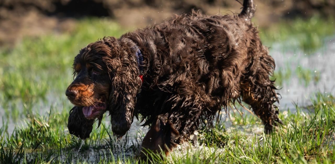 Irish Water Spaniel