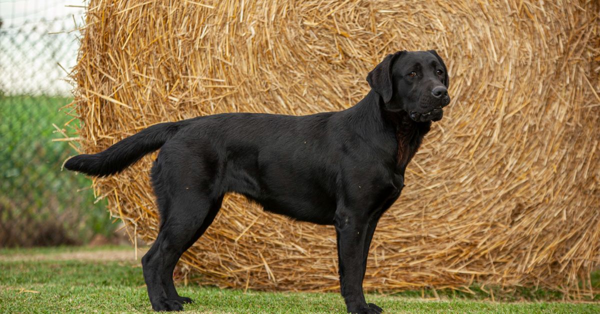Labrador Retriever
