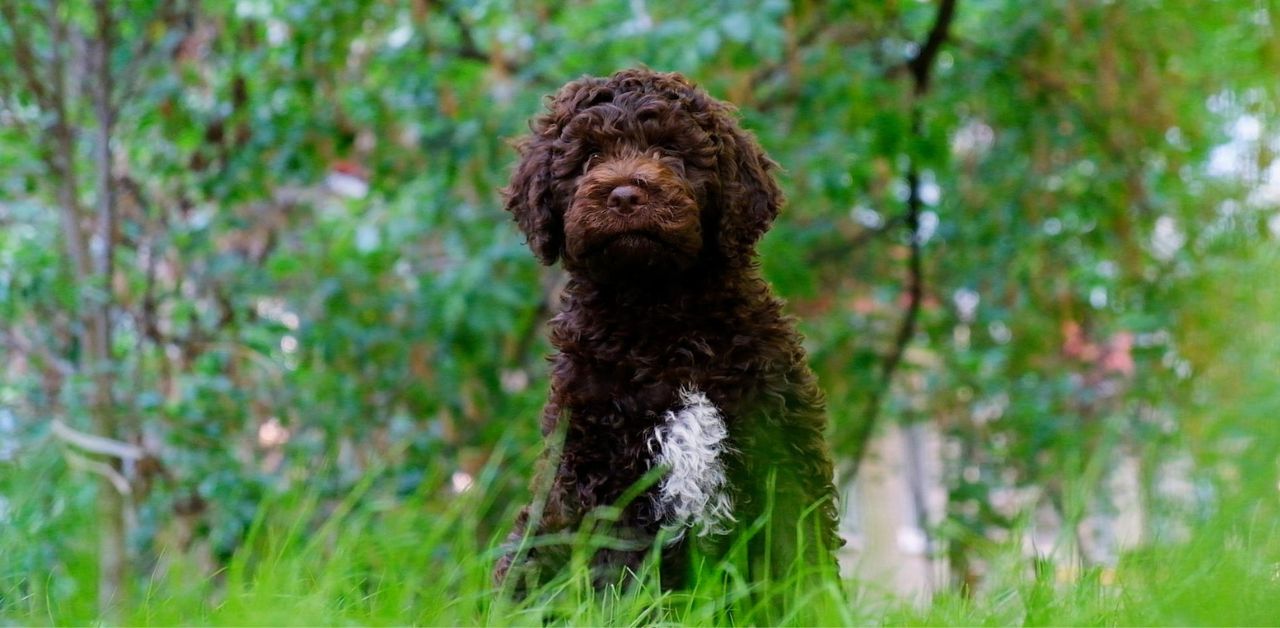 Lagotto Romagnolo