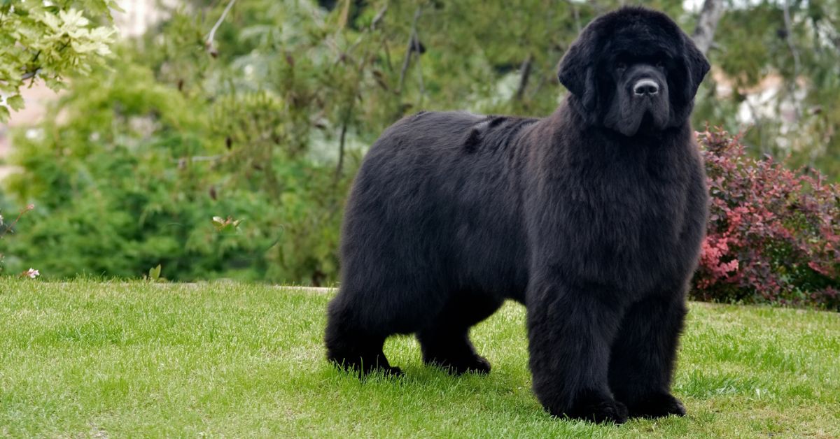 Newfoundland: one of the worst shedding dog breeds