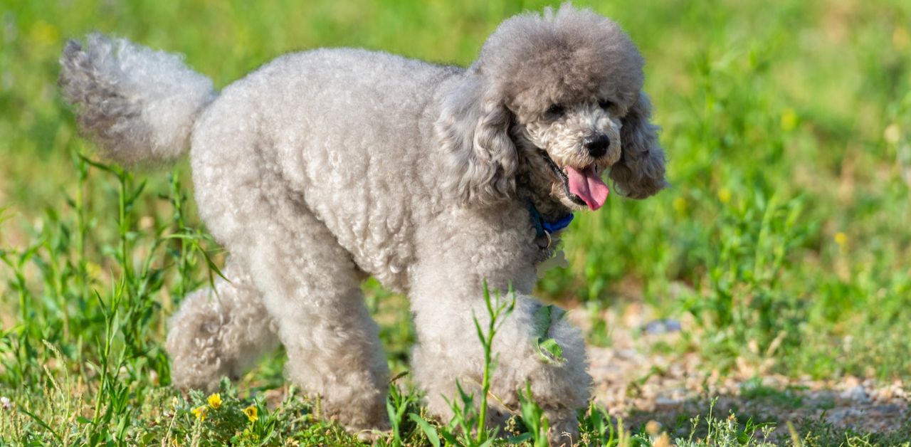 Poodle