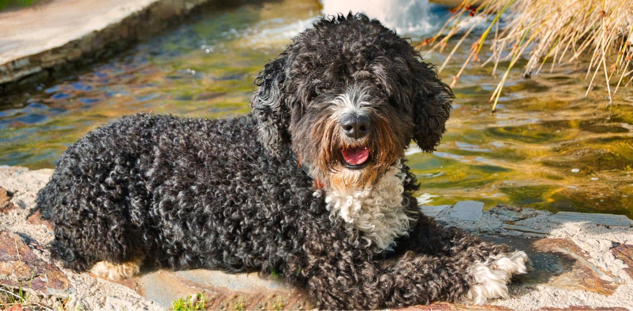 Portuguese Water Dog