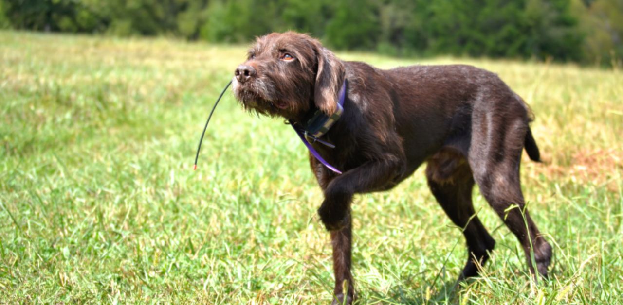 Pudelpointer