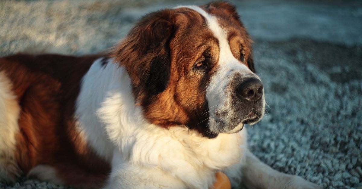 Saint Bernard: one of the worst shedding dog breeds