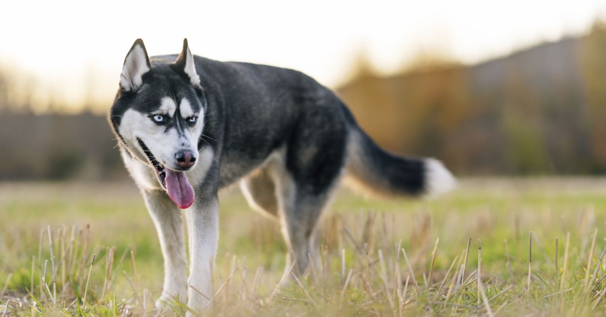 Siberian Husky