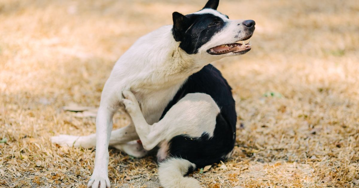 Dog Itching But No Fleas