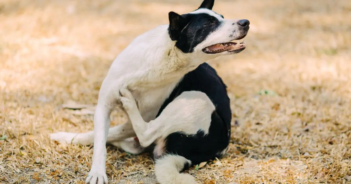 Why Is My Dog Itching But No Fleas? Causes & Treatment