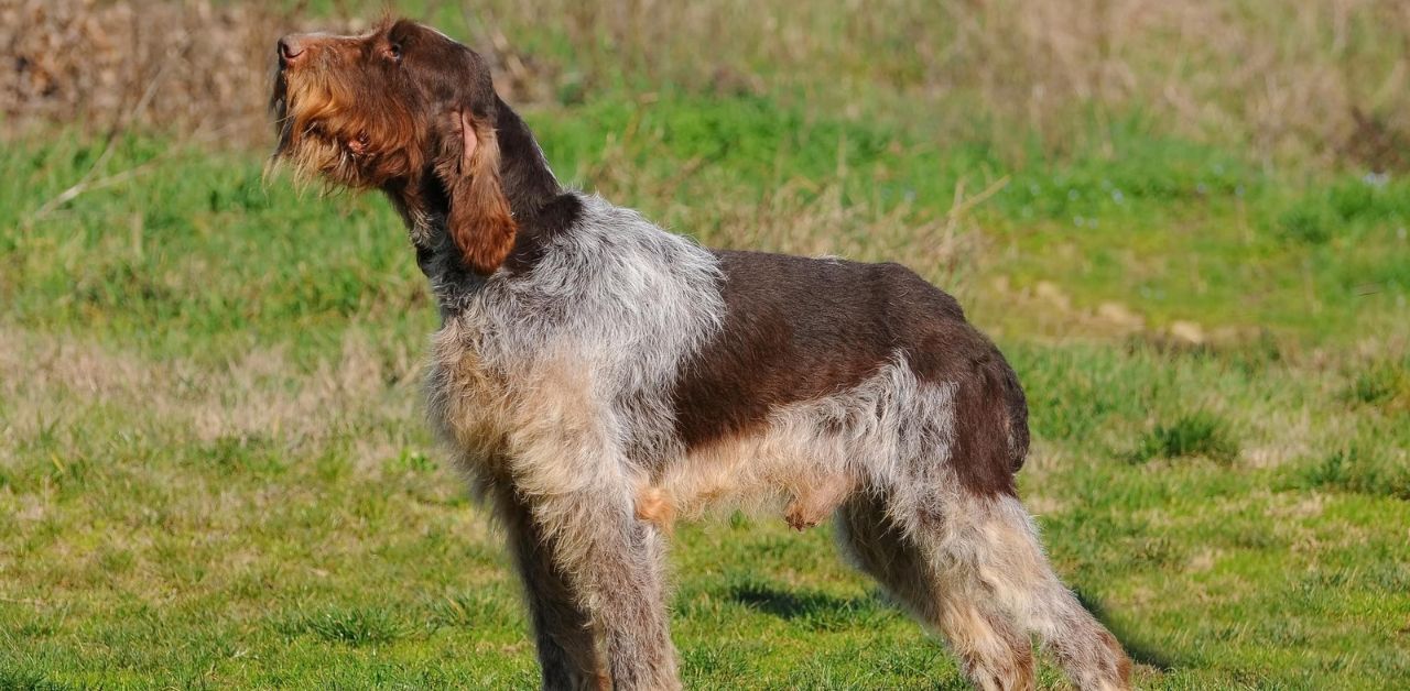 Wirehaired Pointing Griffon