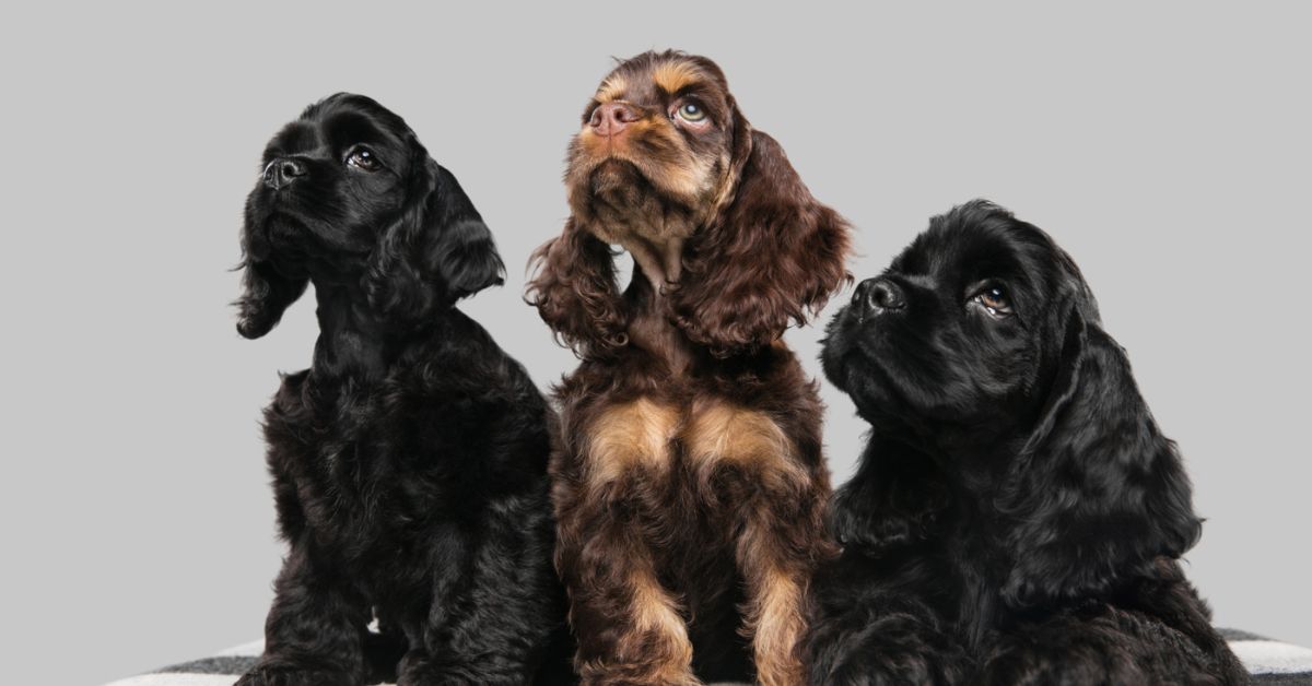 Worst Shedding Dog Breeds