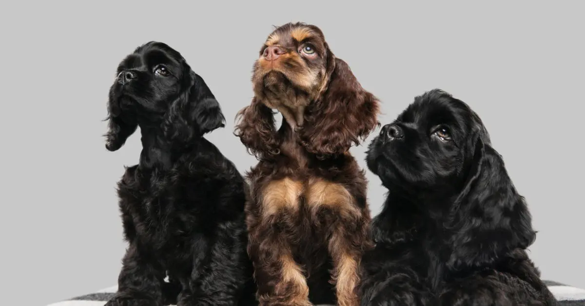 Top 10 Worst Shedding Dog Breeds