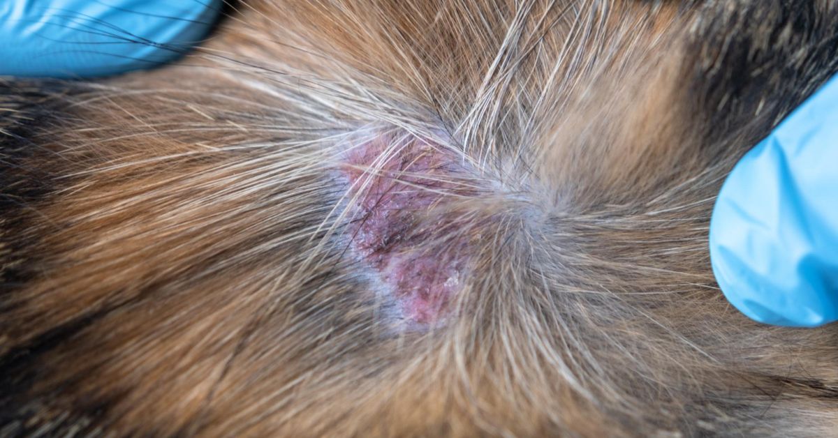 dog skin yeast infection home remedy