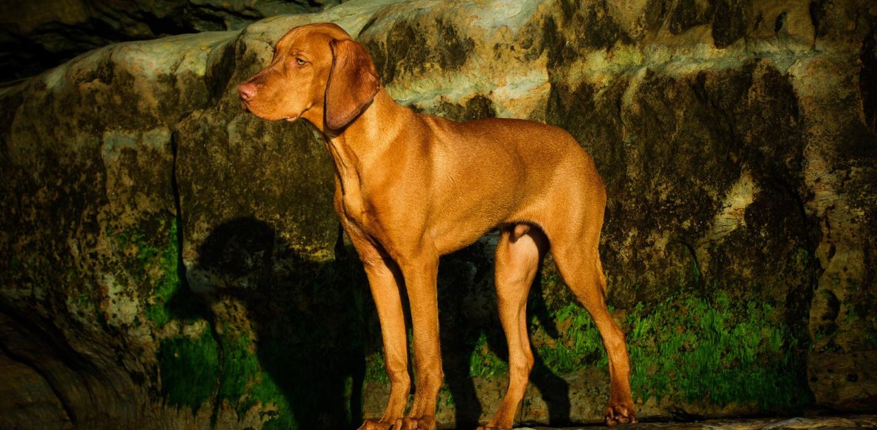 hunting dogs that dont shed
